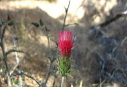 wildflower