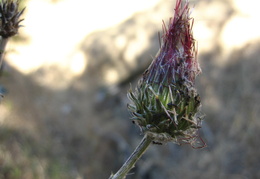 wildflower, ants