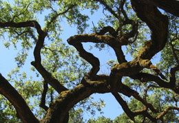 craggy oak