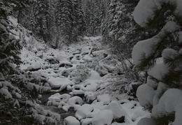 Roosevelt National Forest