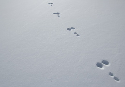 wabbit tracks