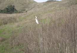 Snowy Egret