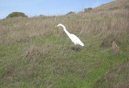 Snowy Egret