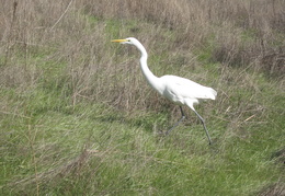 Snowy Egret