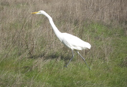 Snowy Egret