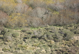 Winter colors in the headlands