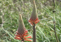 wildflowers