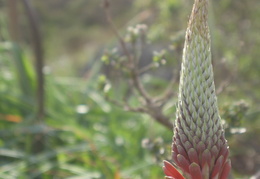 wildflowers