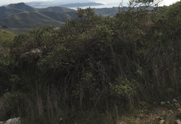 Marin Headlands