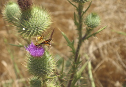 Marin wildflowers