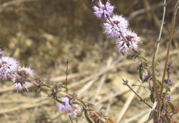 Marin wildflowers