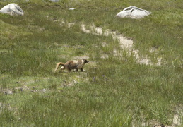 marmot