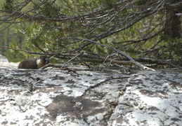 marmot