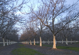 Orchards