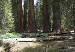 Giant Sequoia