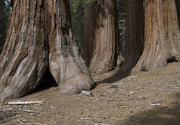 Giant Sequoia