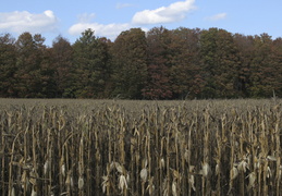 corn and trees