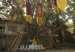 temple tree