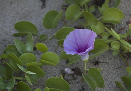 beach flower