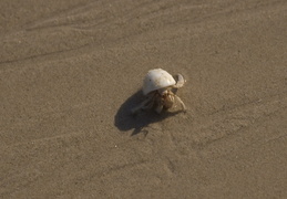 hermit crab