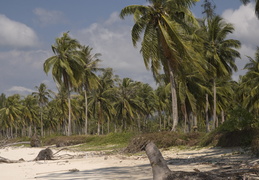 Khao Lak palms