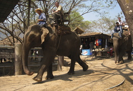 Elephant rides