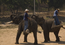 Elephant show