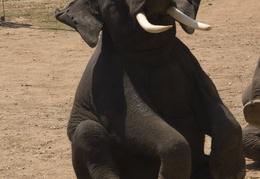 Elephant show