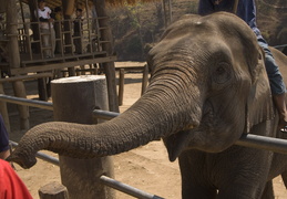 feeding the elephants