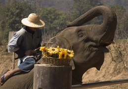 Elephant show