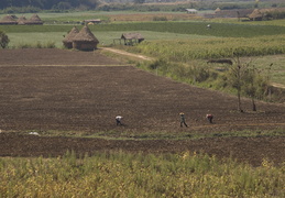 tending to the fields