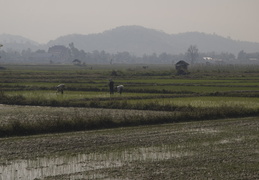 farming scenes