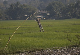 flying scarecrows