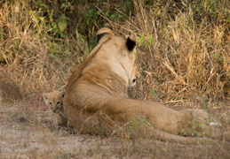 Lioness protecting her cubs