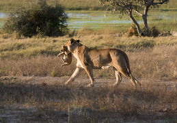 Lioness carrying her cub