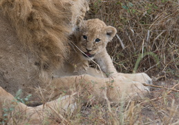 Lion & cub