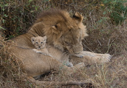 Lion & cub