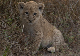 Lion cub