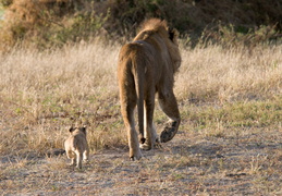 Lion & cub