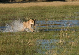 Lioness crossing the water