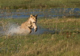 Lioness crossing the water