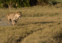 Lioness on the charge