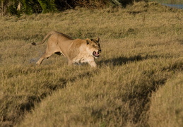 Lioness on the charge