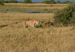 Lioness confronting Lion