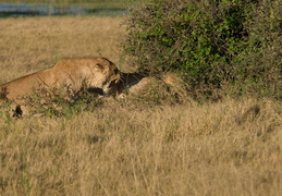 Lioness confronting Lion