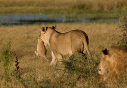 Lioness carrying her cub away from Lion