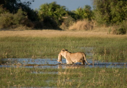 Lioness carrying her cub