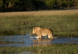 Lion crossing the water