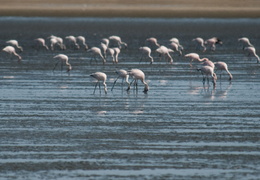 flamingos