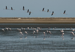 flamingos